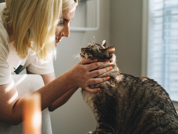 Veterinarian examining a cat at Springwood Animal Hospital in Whitby, Ontario
