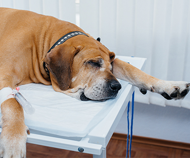 anesthesia-and-patient-monitoring