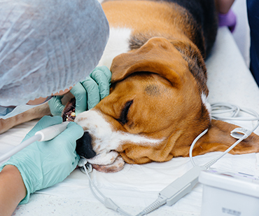 pet-dentistry