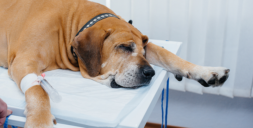 Pet Anesthesia And Patient Monitoring