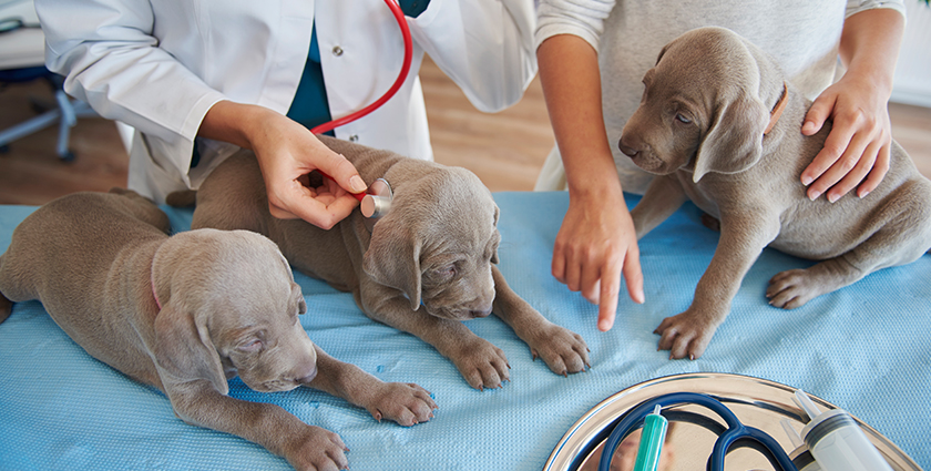  Pet Breeding Services