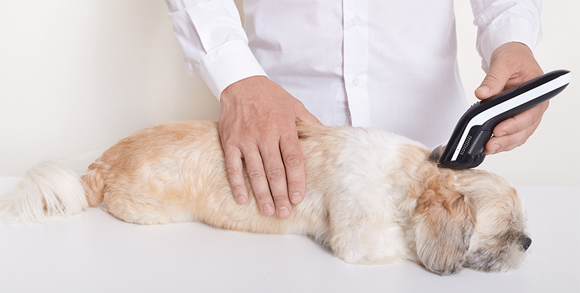 Pet Grooming