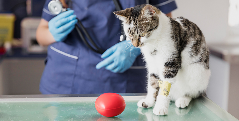 Pet Medical Services