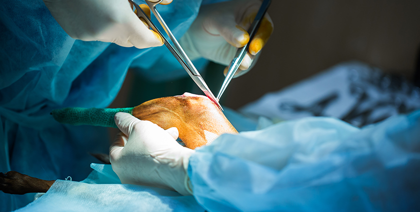 Pet Surgical Services